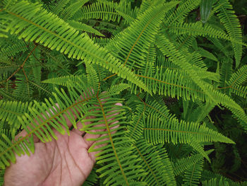 Close-up of hand holding leaves