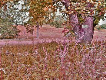 Plants growing on field