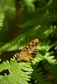 Close-up of butterfly perching on plant