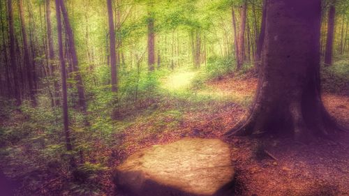 Trees in forest