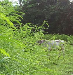 Close-up of lizard on tree in field