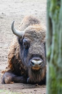 Portrait of a bison on field