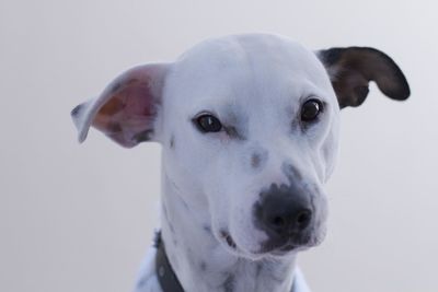 Close-up portrait of a dog over white background