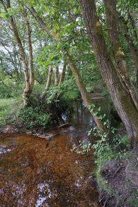 Trees in forest