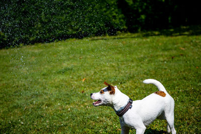 View of a dog on field