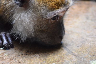 Close-up of a dog