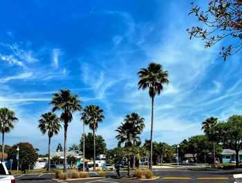 Palm trees on road against sky