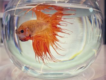 Close-up of fish swimming in glass