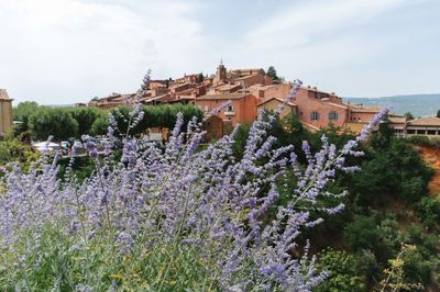 Purple flowering plants by building against sky