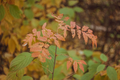 Close-up of autumnal leaves against blurred background