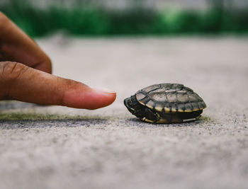 Cropped hand touching turtle on footpath