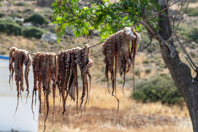Close-up of dead plant hanging on land