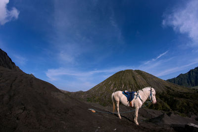 Horse on landscape against blue sky