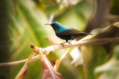 Close-up of bird perching on branch