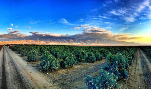 Scenic view of agricultural field against blue sky