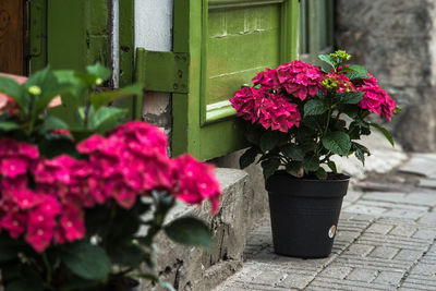 Potted plants at the entrance