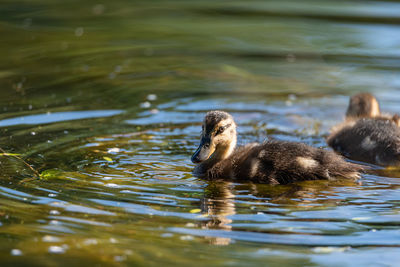 Duck swimming in a lake