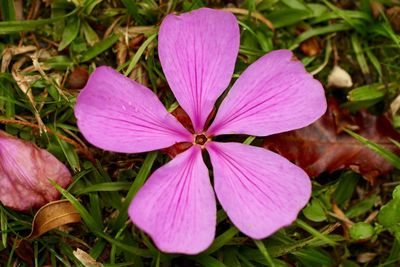 Close-up of pink flower