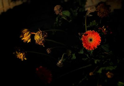 Close-up of flowers blooming at night