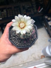 Close-up of hand holding small white flower