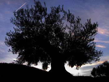 Low angle view of silhouette tree against sky at sunset