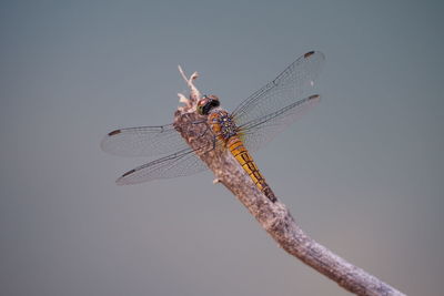 Close-up of dragonfly on twig