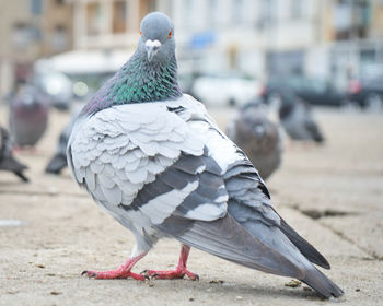 Close-up of pigeon perching on a city