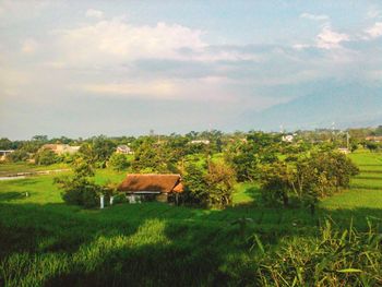 Scenic view of grassy field against sky