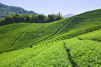 Farmers are picking tea leaves in a tea plantation of nantou, taiwan.