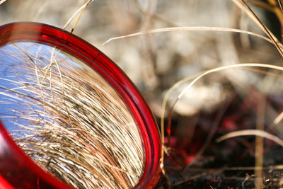 Close-up of wheat