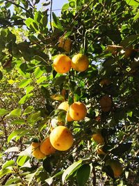 Low angle view of fruits growing on tree