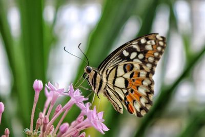 Close-up of butterfly pollinating on flower