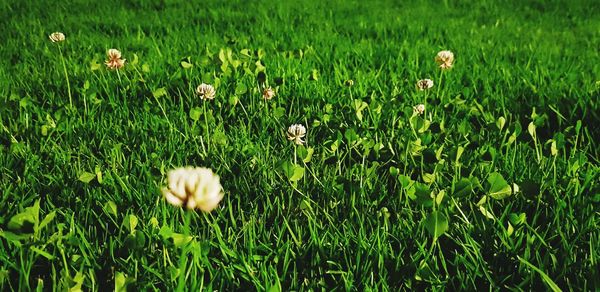 View of flowering plants growing on field