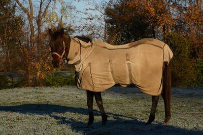 Horse on field against trees during autumn