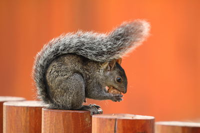 Close-up of squirrel