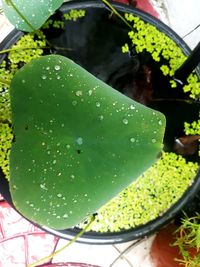 High angle view of wet plant leaves