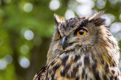 Low angle view of owl looking away