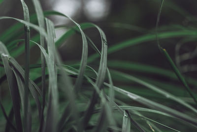 Close-up of grass on field