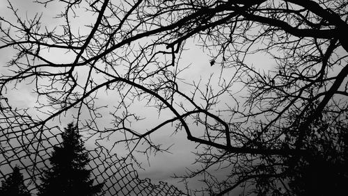 Low angle view of bare tree against sky