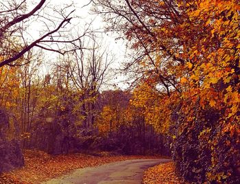 Road amidst trees against sky