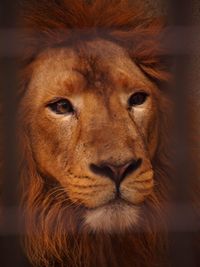 Close-up portrait of lion