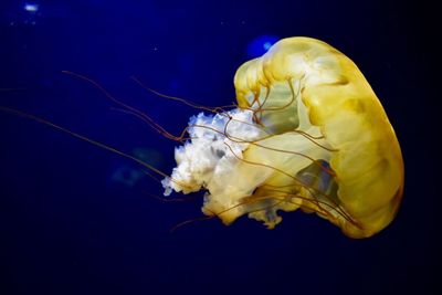 Close-up of jellyfish swimming in sea