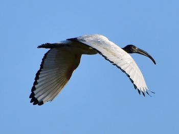 Low angle view of bird flying against clear blue sky