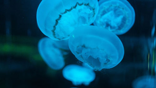 Close-up of jellyfish in sea