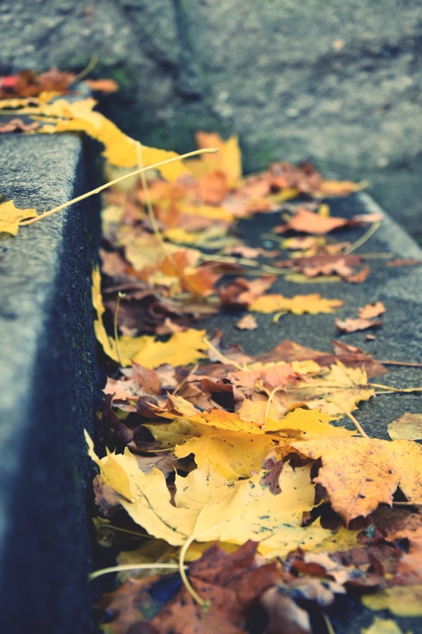 CLOSE-UP OF DRY MAPLE LEAVES ON AUTUMN