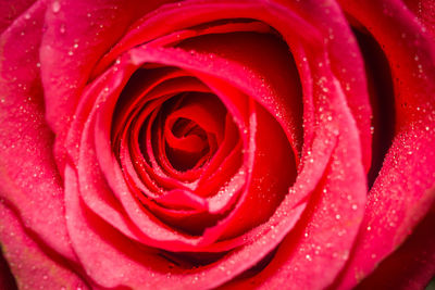 Close-up of wet red rose