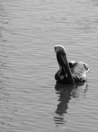 View of duck swimming in lake