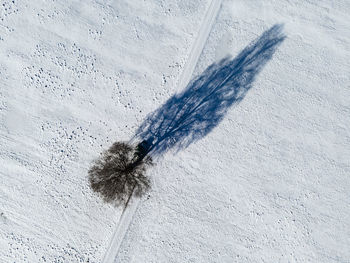 High angle view of feather on snow