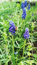 Close-up of purple flowering plants on field