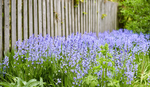 Close-up of flowering plants on field